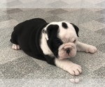 Small Photo #7 English Bulldogge Puppy For Sale in THOMPSON RDG, NY, USA