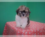 Small Photo #4 Zuchon Puppy For Sale in PATERSON, NJ, USA
