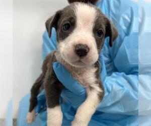 Mutt Dogs for adoption in San Antonio, TX, USA
