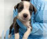 Small Mutt
