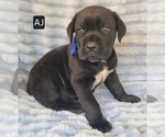 Small #3 Cane Corso