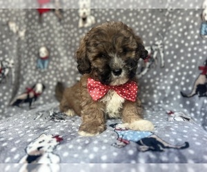 ShihPoo Puppy for sale in LAKELAND, FL, USA