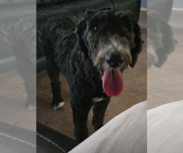 Medium Photo #1 Poodle (Standard)-Unknown Mix Puppy For Sale in San Antonio, TX, USA