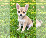 Nugget - Male Chiranian Puppy for Sale - Photo #3