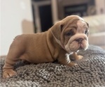 Small Photo #9 English Bulldog Puppy For Sale in CLARKSVILLE, TN, USA