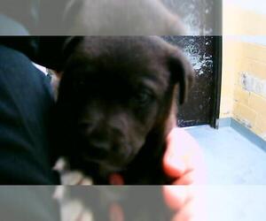 Mutt Dogs for adoption in Tulsa, OK, USA