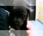 Small Mutt
