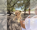 Small #2 Goldendoodle