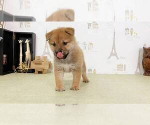 Shiba Inu Puppy for sale in NEW YORK, NY, USA