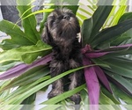 Small Photo #9 Schnauzer (Miniature) Puppy For Sale in FORT PIERCE, FL, USA