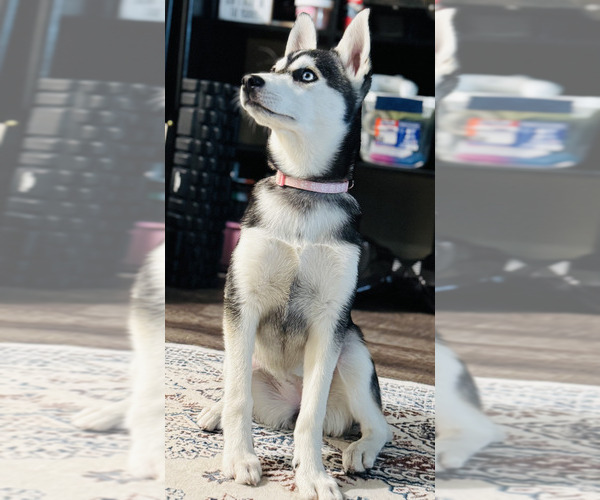 Medium Photo #1 Alaskan Klee Kai Puppy For Sale in DAYTON, OH, USA