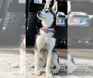 Alaskan Klee Kai Puppy for sale in DAYTON, OH, USA
