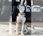 Image preview for Ad Listing. Nickname: Nyxie
