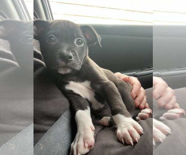 Medium Photo #4 Australian Shepherd-Staffordshire Bull Terrier Mix Puppy For Sale in Davis, CA, USA