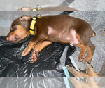 Small Photo #3 Doberman Pinscher Puppy For Sale in GOOSE CREEK, SC, USA