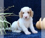 Small #3 Goldendoodle