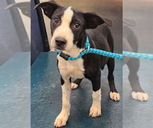 Labrador Retriever-Unknown Mix Dogs for adoption in Mobile, AL, USA