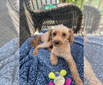 Small #5 Poodle (Miniature) Mix