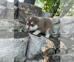 Small #1 Pomsky