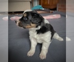 Small Photo #21 Border Collie-Papillon Mix Puppy For Sale in CULPEPER, VA, USA