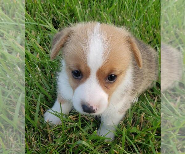Medium Photo #2 Pembroke Welsh Corgi Puppy For Sale in KINGSVILLE, MO, USA