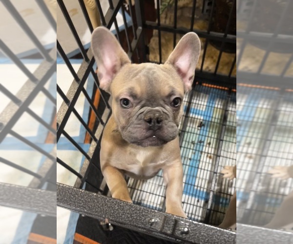 Medium Photo #4 French Bulldog Puppy For Sale in CARSON, CA, USA