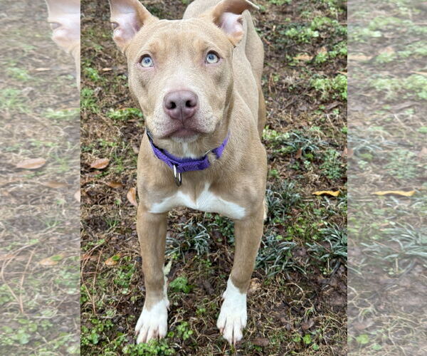 Medium Photo #7 Mutt Puppy For Sale in Decatur, GA, USA