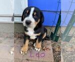 Puppy 5 Greater Swiss Mountain Dog