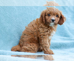 Small #2 Cavapoo