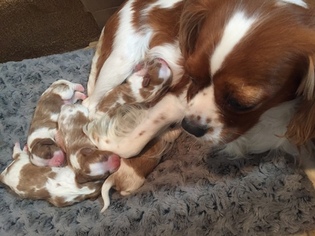 Mother of the Cavalier King Charles Spaniel puppies born on 09/04/2017
