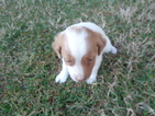 Small Photo #2 Brittany Puppy For Sale in CATALPA, VA, USA