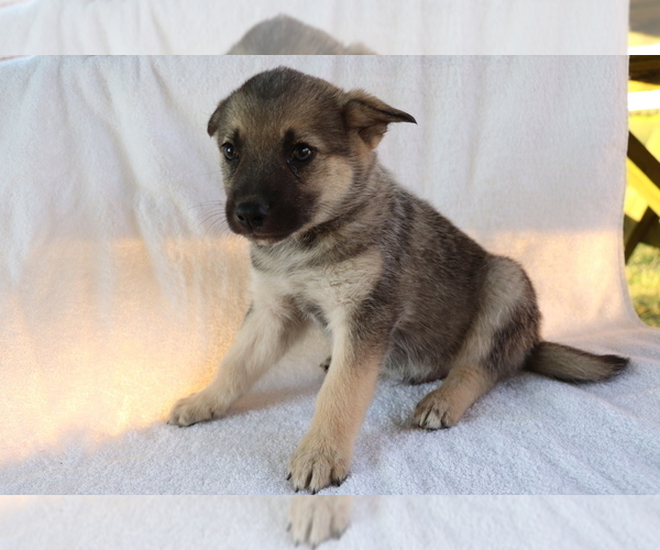 Medium Photo #4 Norwegian Elkhound Puppy For Sale in SHILOH, OH, USA