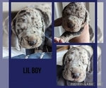 Small Photo #4 Great Dane Puppy For Sale in GREENVILLE, NC, USA