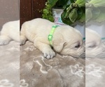 Small #6 Labrador Retriever