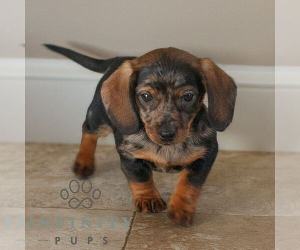 Medium Photo #1 Dachshund Puppy For Sale in HONEY BROOK, PA, USA