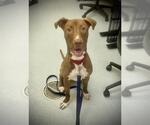 Small #1 Mutt
