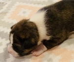 Small Photo #9 Basenji Puppy For Sale in TEXARKANA, TX, USA