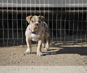 American Bully Puppy for sale in HESPERIA, CA, USA