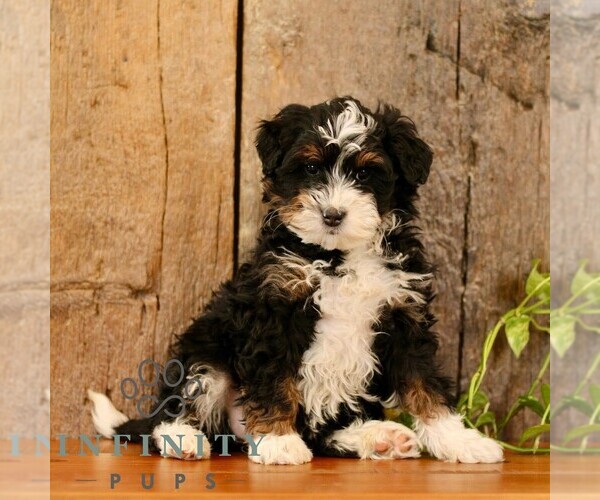 Medium Photo #2 Bernedoodle (Miniature) Puppy For Sale in NARVON, PA, USA