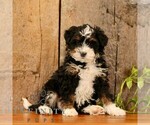 Small #1 Bernedoodle (Miniature)