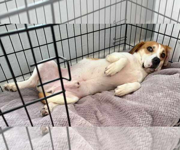Medium Photo #5 Beagle-Unknown Mix Puppy For Sale in Dunnellon, FL, USA