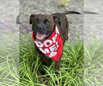 Small #5 Boxer Mix