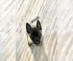 Small #13 German Shepherd Dog