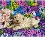 Small Photo #8 Shih-Poo Puppy For Sale in GORDONVILLE, PA, USA