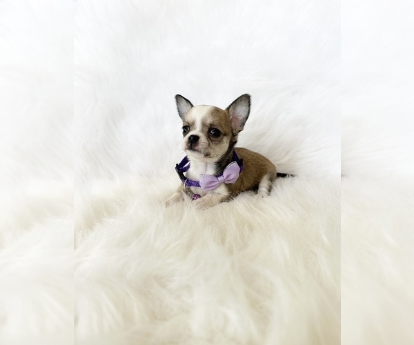 Medium Photo #2 Chihuahua Puppy For Sale in SACRAMENTO, CA, USA