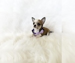 Small #1 Chihuahua