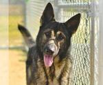 Small German Shepherd Dog