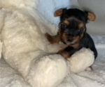 Small Photo #3 Yorkshire Terrier Puppy For Sale in RALEIGH, NC, USA
