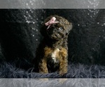 Small Photo #17 Poodle (Miniature) Puppy For Sale in WARSAW, IN, USA