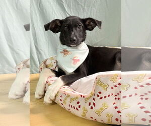 Rat Terrier-Unknown Mix Dogs for adoption in Oakhurst, NJ, USA